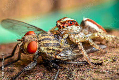 jumping spider eating a giant fly, giant fly is being eaten by a jumping spider