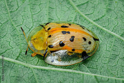 tortoise beetle on a leaf, close up shot of yellow tortoise beetle on a leaf