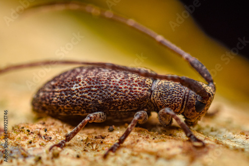 brown beetle, root weevil, close up shot of a brown beetle on a branch