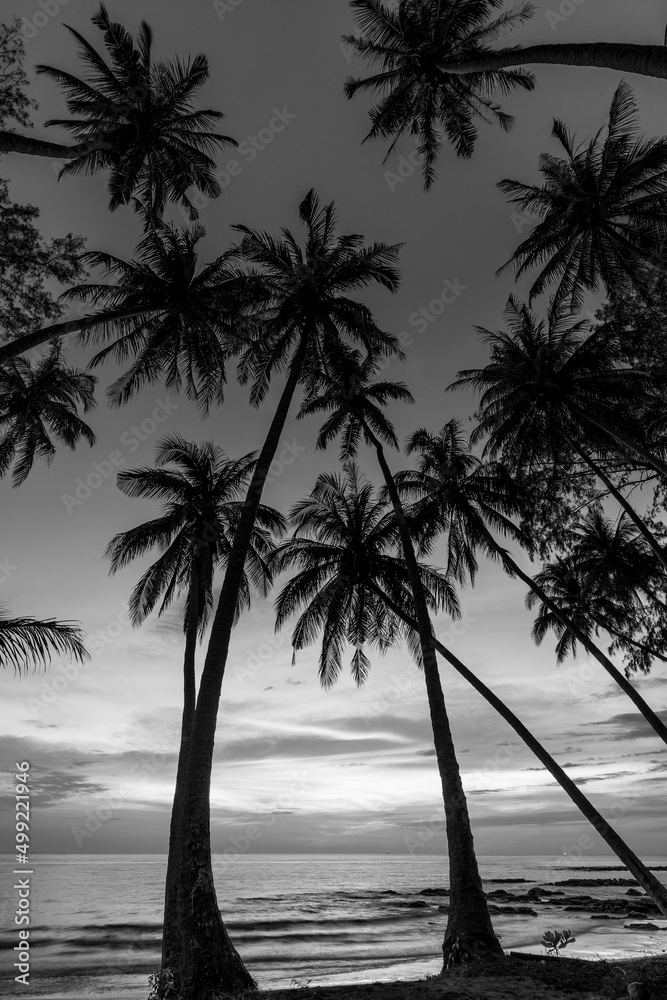 Ocean view with palm tree silhouettes and sunset sky (black and white)