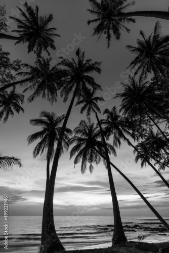 Ocean view with palm tree silhouettes and sunset sky (black and white)