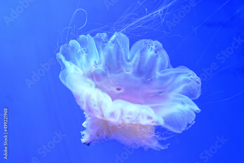 jelly fish in a water