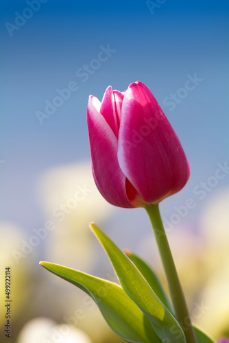 tulip on a blue background