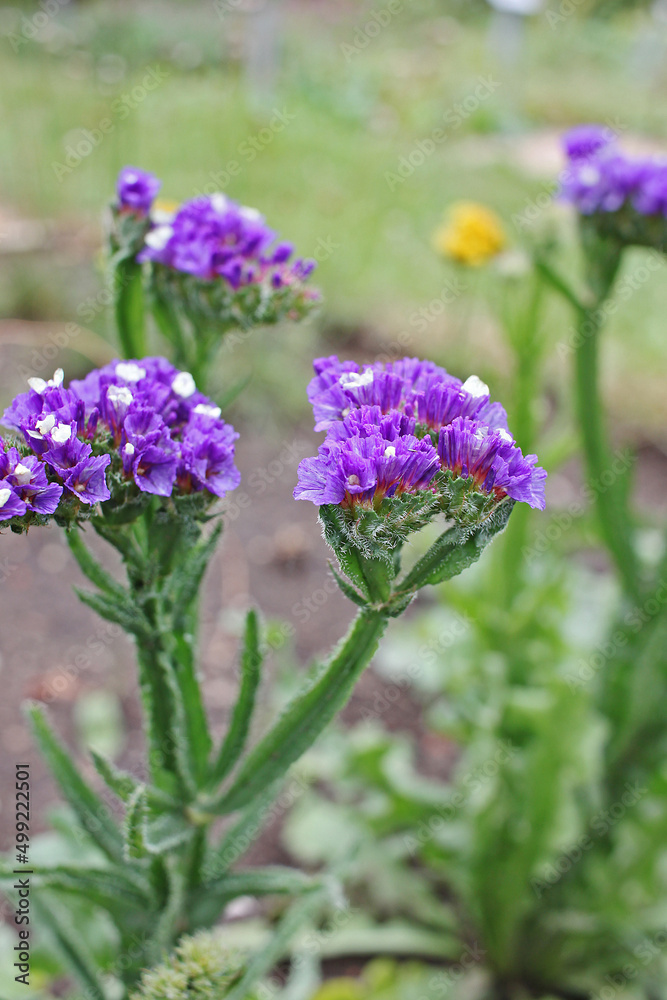 Obraz premium Limonium sinuatum