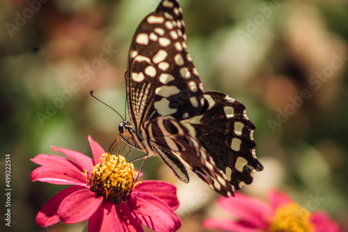 Butterfly resting on a flower closeup with wings open