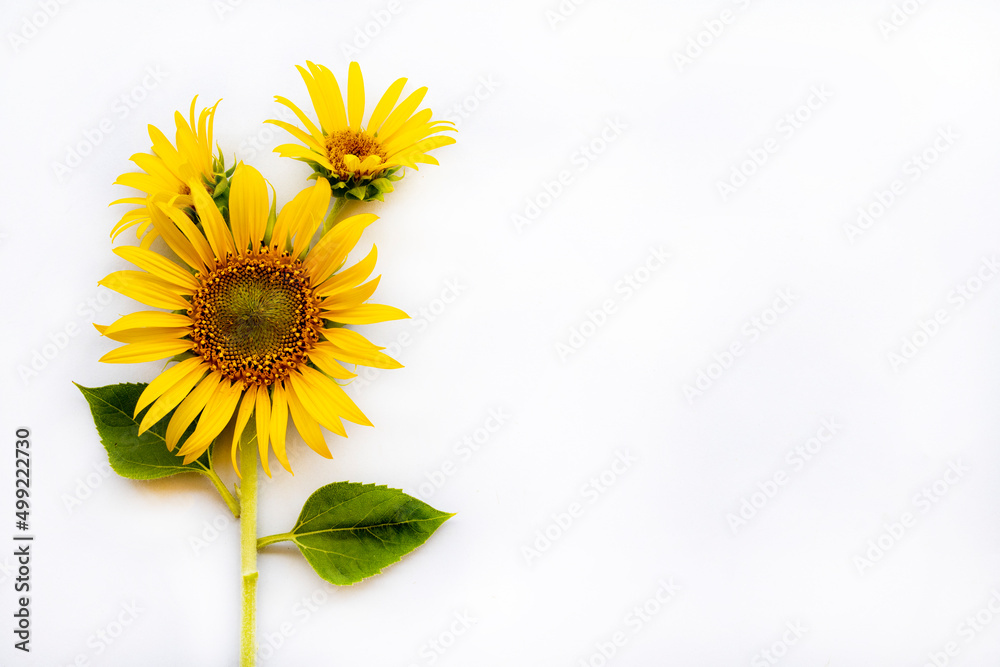 Obraz premium yellow flowers sunflowers arrangement flat lay postcard style on background white