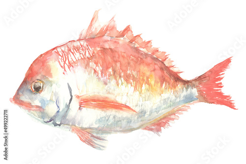 水彩で描いた鯛のイラスト