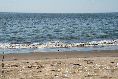 Horizontal view of beach bird on sand with waves in background and coastline