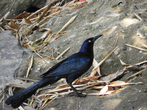 Zanate mayor (Quiscalus mexicanus) en el río. photo