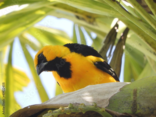 Cuadro en lienzo Calandria Dorso Negro Mayor (Icterus Gularis) posada de frente.