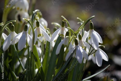 snowdrops bloom in early spring