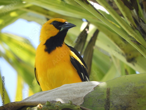 Fotografía Calandria Dorso Negro Mayor (Icterus Gularis) posada de frente.