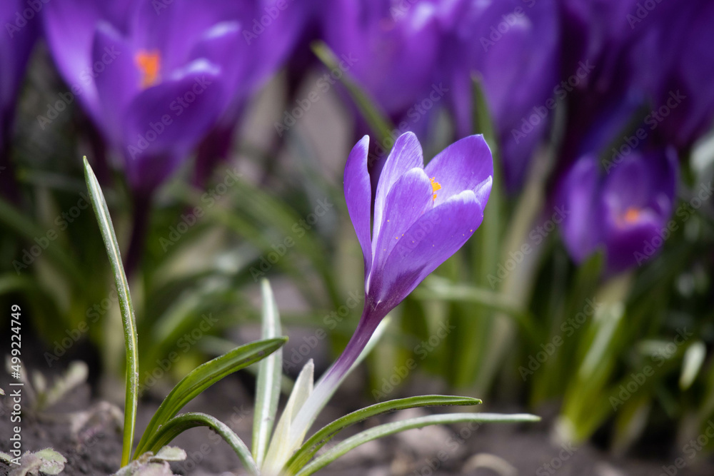 pale purple pink flowering crocus in spring on a beautiful sunny day pale purple pink flowering crocus in spring on a beautiful sunny day