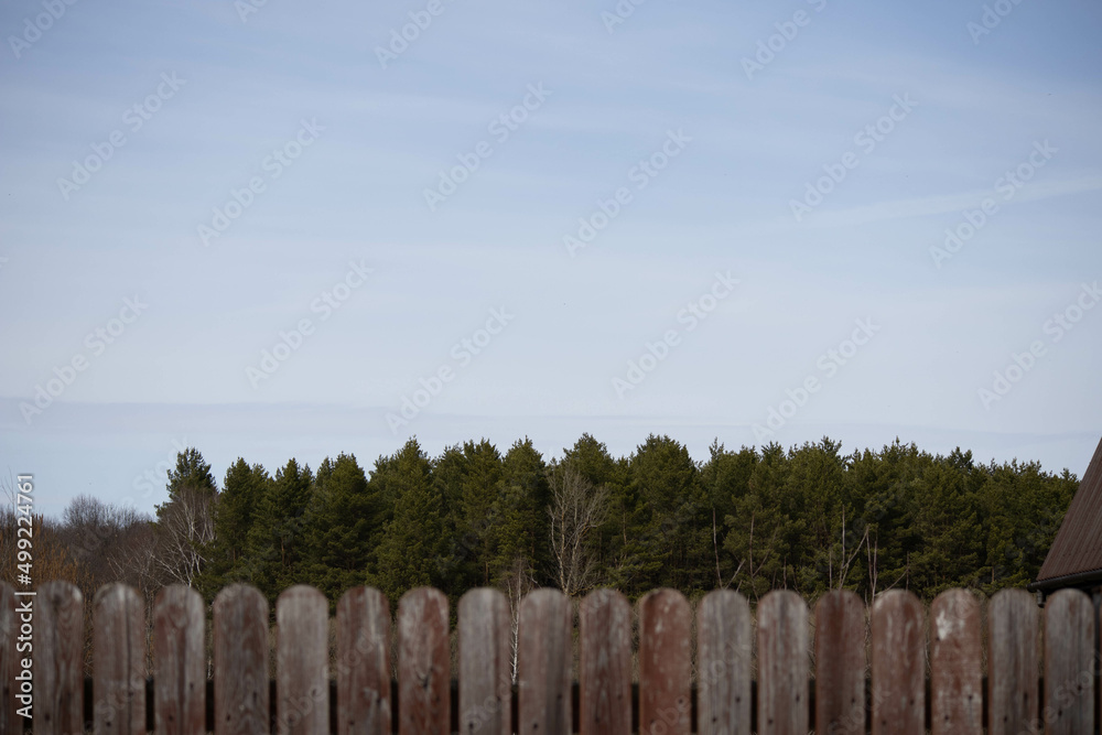 Behind the wooden fence is a forest of pine and spruce. Sky, forest and fence. High quality photo