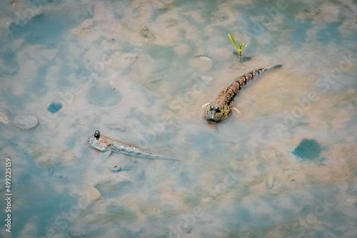 Mudskipper has a cylindrical body. It has a large head  two eyes  large and protruding  up to 30 cm long.