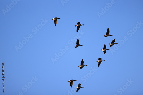 geese flock against the sky freedom wildlife birds