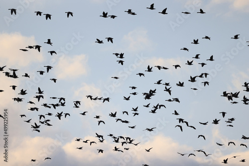 migratory geese flock in the spring in the field