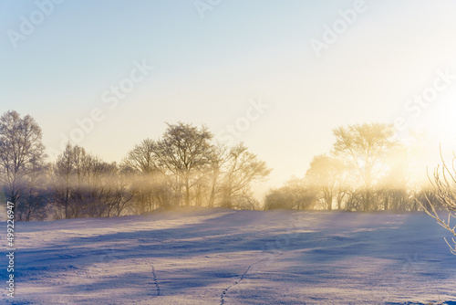 北海道の朝の樹氷風景