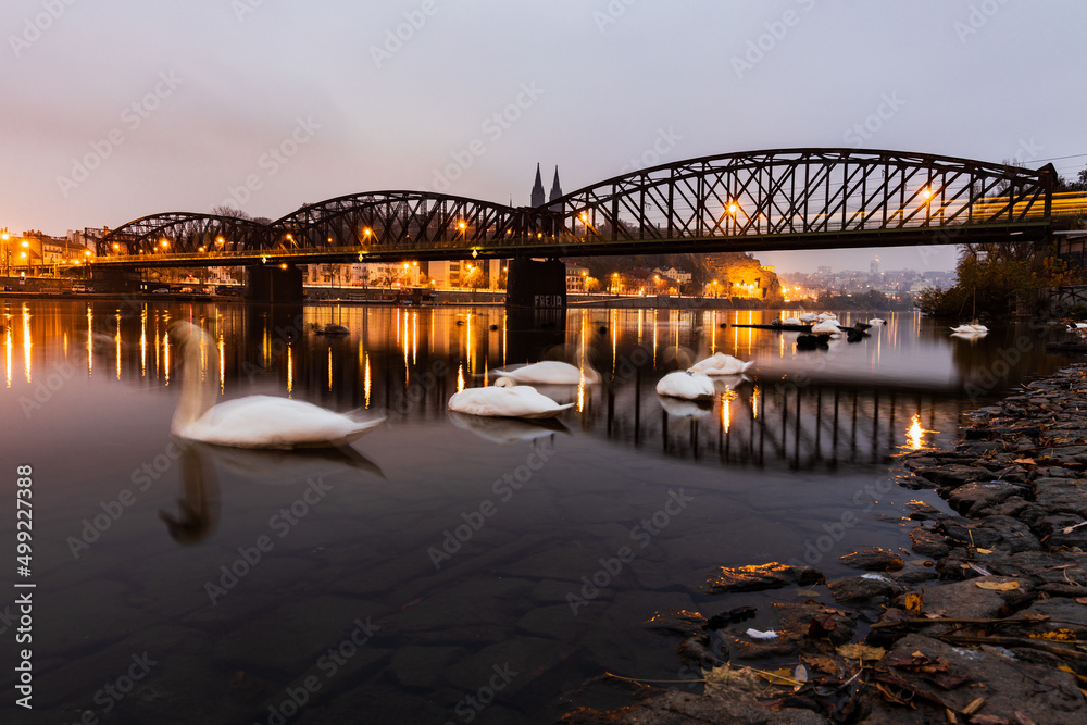 floating swans at the Vysehrad railway bridge on the Vltava river in the morning light. Swan in Prague Smíchov