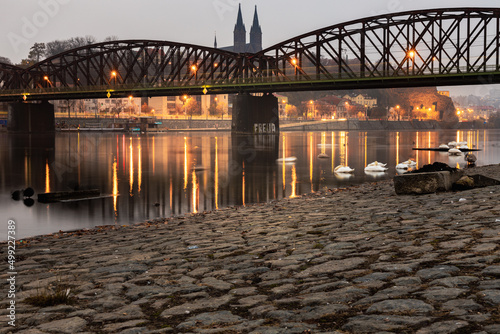floating swans at the Vysehrad railway bridge on the Vltava river in the morning light. Swan in Prague Smíchov