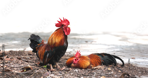 Fotografiet Rooster cock crowing, while female bantam incubate the eggs