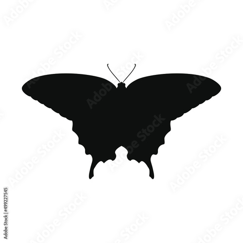 butterfly isolated on white