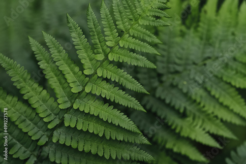 Beautiful young ferns in the forest