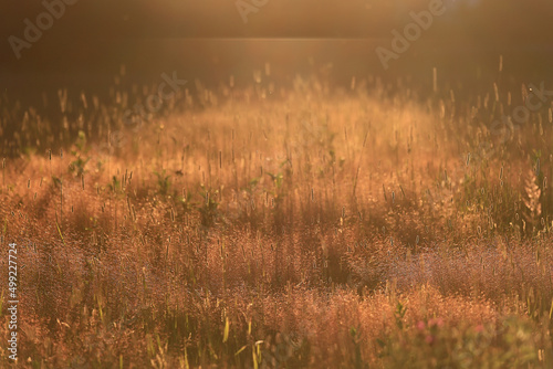 summer seasonal field sun background bokeh grass sunset abstract