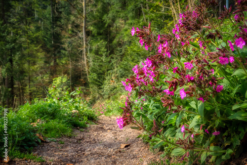 flowers in the garden