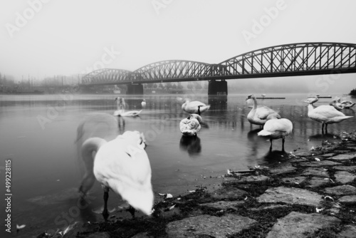 swans at the Vysehrad railway bridge on the Vltava river in the morning fog. Taken out of the Smíchov shore photo