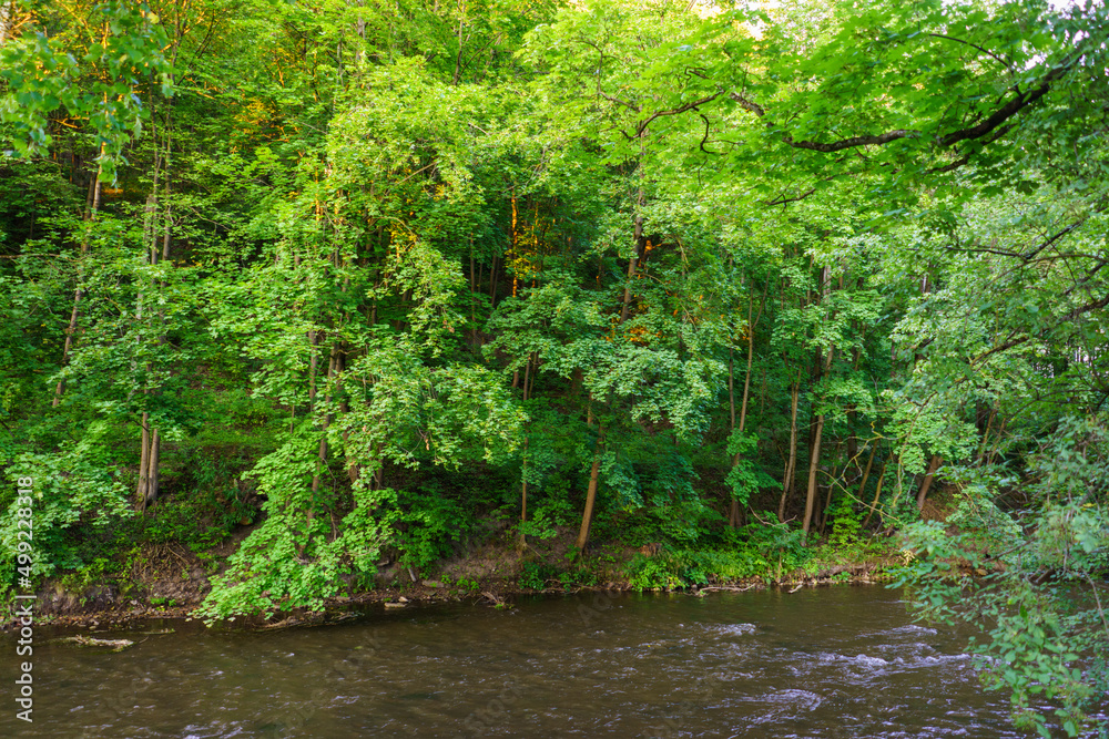 Obraz premium Big Tree and River in Summer Park