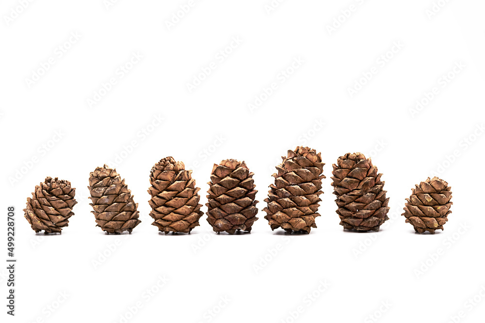 Different cedar cones with pine nuts on white background. Different cedar cones with pine nuts on white background.