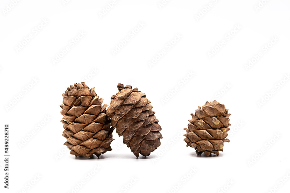 Different cedar cones with pine nuts on white background.