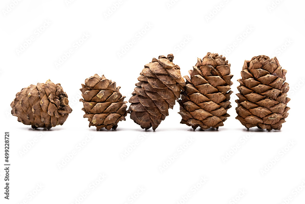 Different cedar cones with pine nuts on white background. Different cedar cones with pine nuts on white background.
