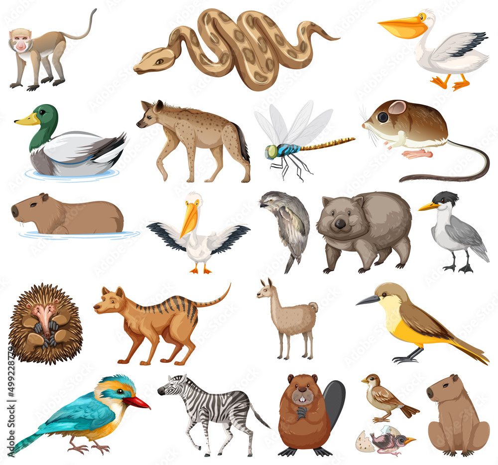 Fototapeta premium Different kinds of animals collection