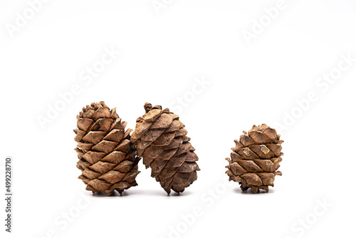 Different cedar cones with pine nuts on white background.
