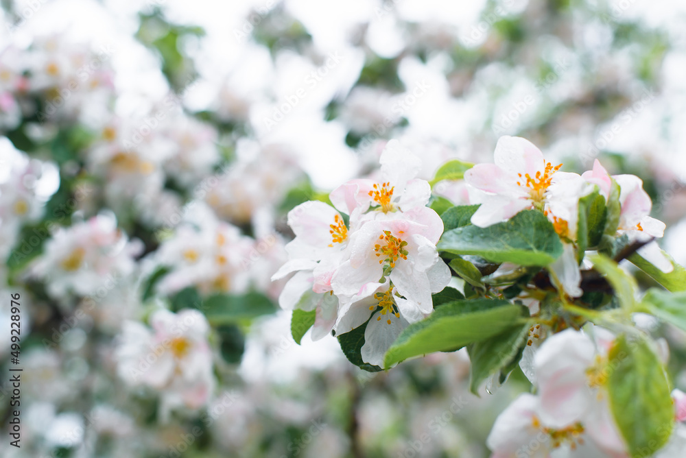 Spring nature, flowering tree, white flowers on a branch close-up, selective soft focus