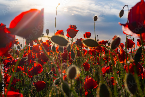 Flowers Red poppies blossom on wild field. Australia New Zealand Army Corps. Red poppy flowerrs and text on white background. Anzac Day. Remembrance armistice day. photo