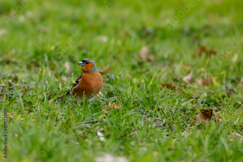 A Chaffinch on a meadow © hecke71