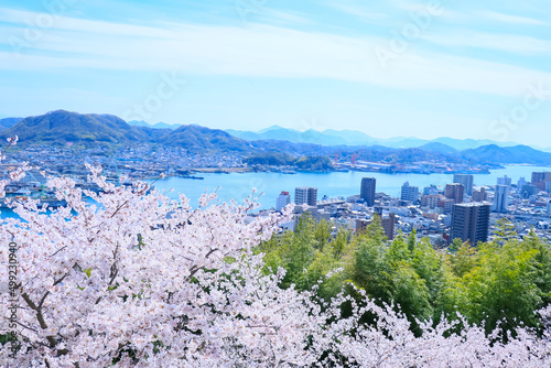 春の千光寺公園から見える、満開の桜と尾道水道	