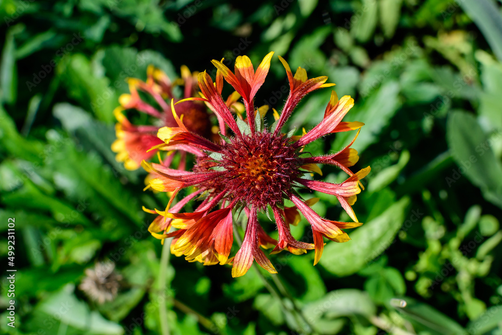 One vivid yellow and red Gaillardia flower, common known as blanket flower, and blurred green leaves in soft focus, in a garden in a sunny summer day, beautiful outdoor floral background One vivid yellow and red Gaillardia flower, common known as blanket flower, and blurred green leaves in soft focus, in a garden in a sunny summer day, beautiful outdoor floral background