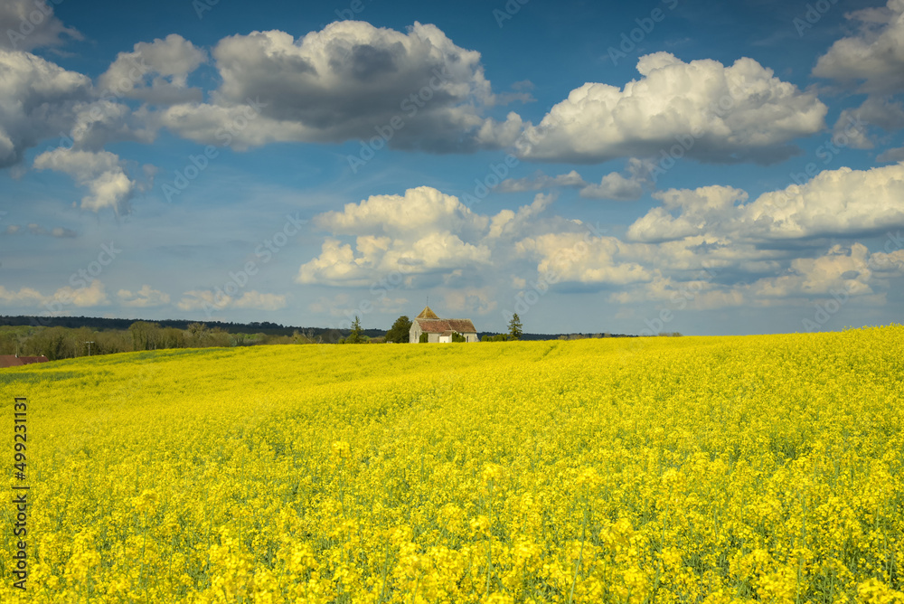 view of a church in the middle of a rapeseed field