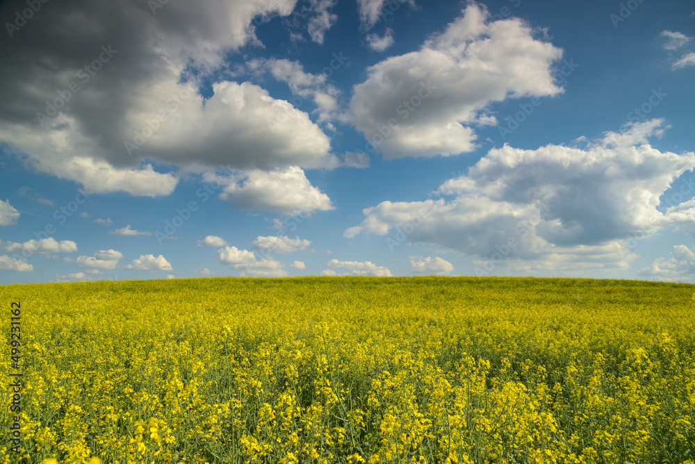 view on a rapeseed field in France view on a rapeseed field in France