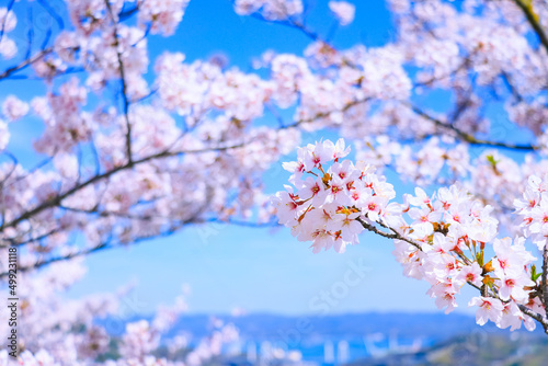 満開の桜と青空　春のお花見イメージ	