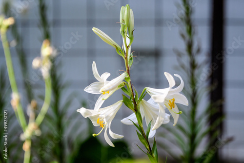 Fototapeta Naklejka Na Ścianę i Meble -  Many large delicate white flowers of Lilium or Lily plant in a British cottage style garden in a sunny summer day, beautiful outdoor floral background photographed with soft focus.