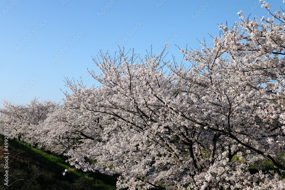 青空と満開の桜の風景