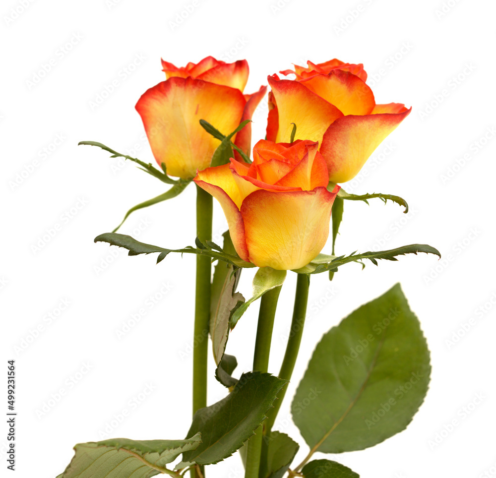 Rose with a yellow to orange gradient of color in the petals Rose with a yellow to orange gradient of color in the petals