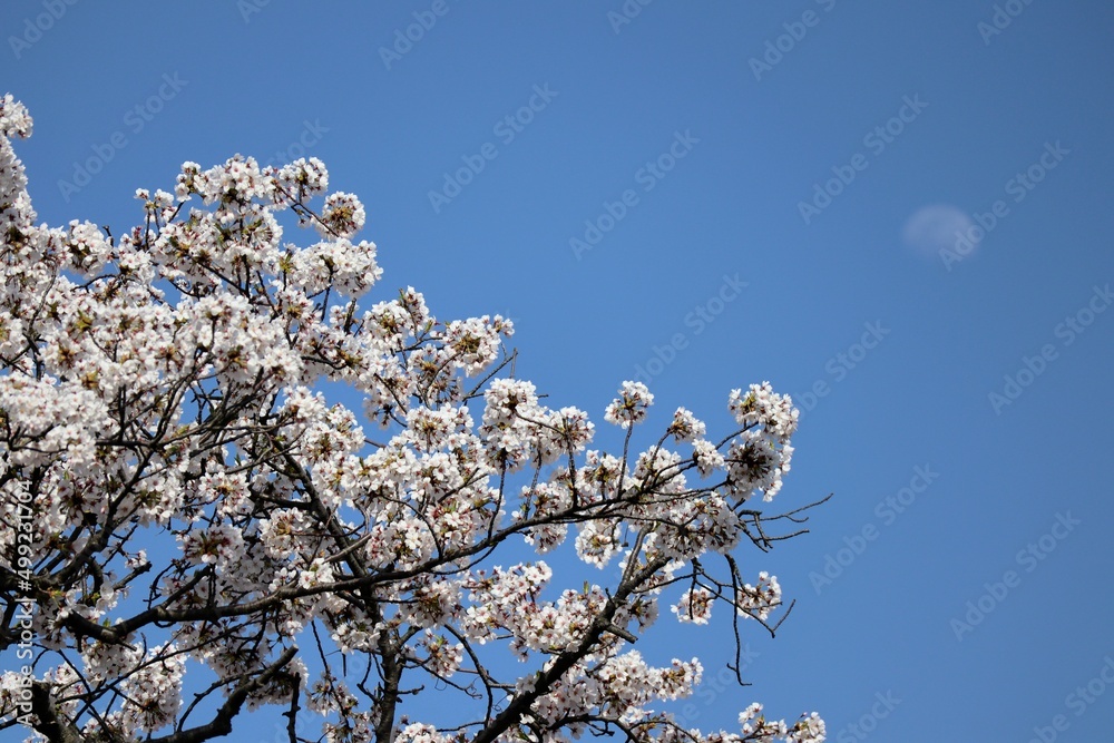 日本の青空と桜と月