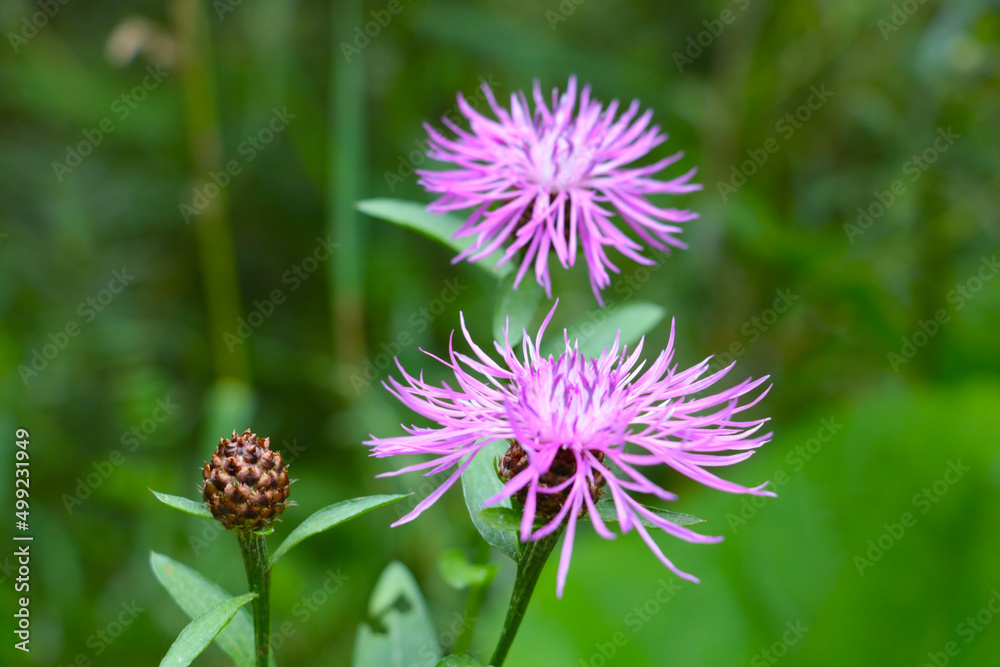 Flowering bright cornflower in the meadow in the spring. The background of nature. Flowering bright cornflower in the meadow in the spring. The background of nature.