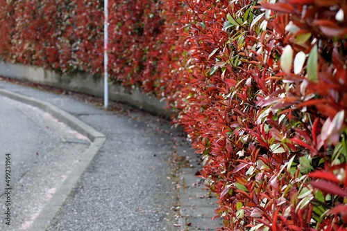 Canvas 日本の美しい生垣の風景